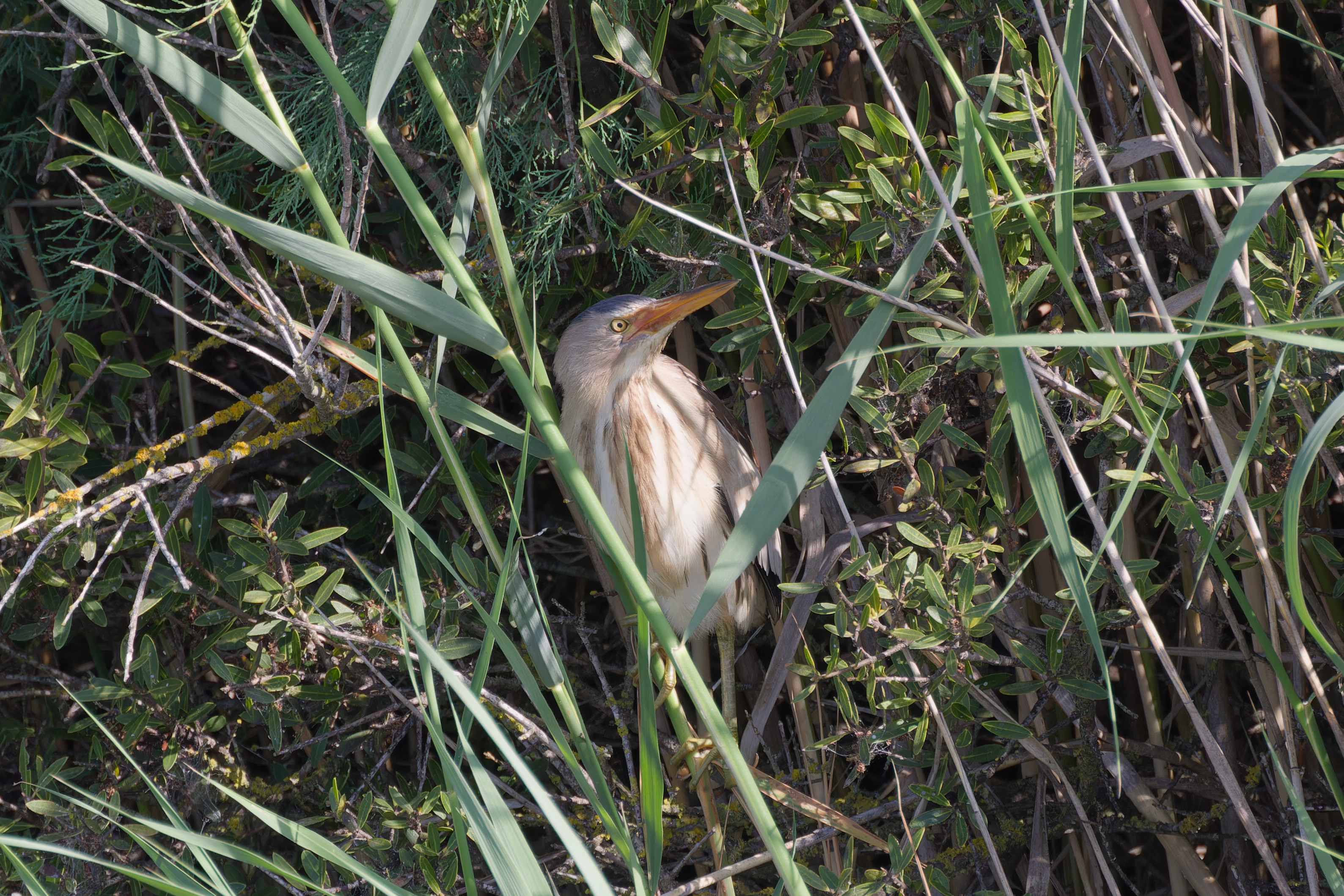 Miniature